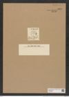 Asteromphalus elegans Grev. (de-Toni-Nr.: Genus 236, Species 5693) Zeichnungen Sammlung Grunow Nr. 9695 (NHMW-BOT-W0379635)